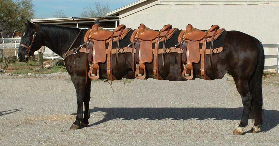 Pferde Limousine
