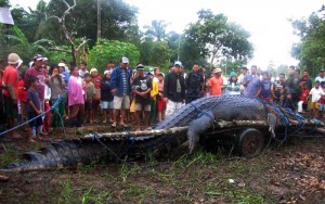 Lolong - das größte Krokodil der Welt