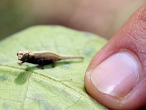 Das kleinste Reptil ist ein Raubtier