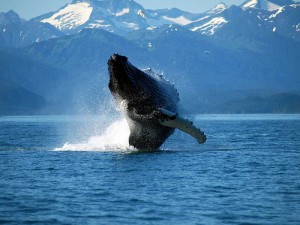 Wie tief tauchen Wale