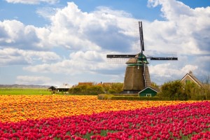 Blumenfeld in den Niederlanden