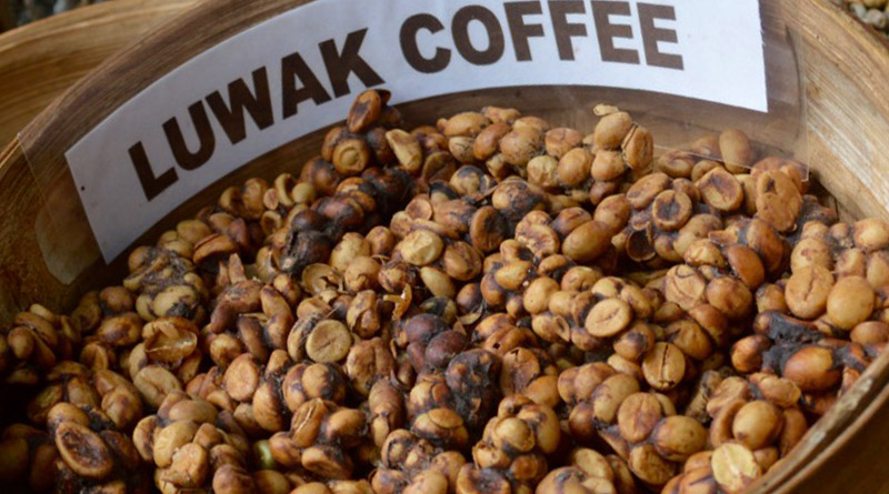 der teuerste Kaffee der Welt - Kopi Luwak