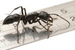 Die Groesste Ameisen Der Welt