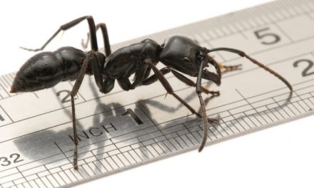 Die Größten Ameisen der Welt