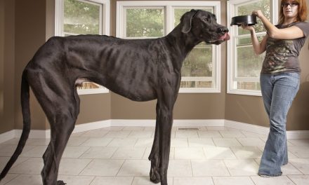 Der größte Hund der Welt: Zeus!