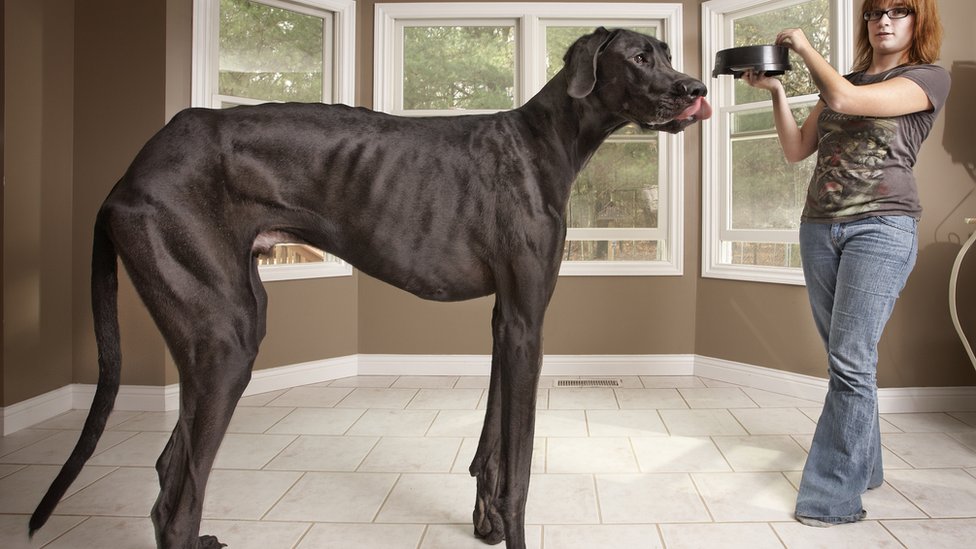 Der größte Hund der Welt: Zeus!