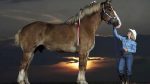 Remmington - Das größte Pferd der Welt