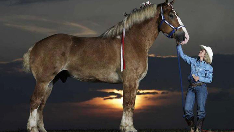 Das größte Pferd der Welt