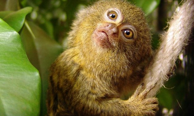Das Zwergseidenäffchen – Der Kleinste Affe der Welt