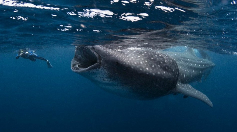 Der größte Fisch der Welt - Hätten Sie es gewusst?