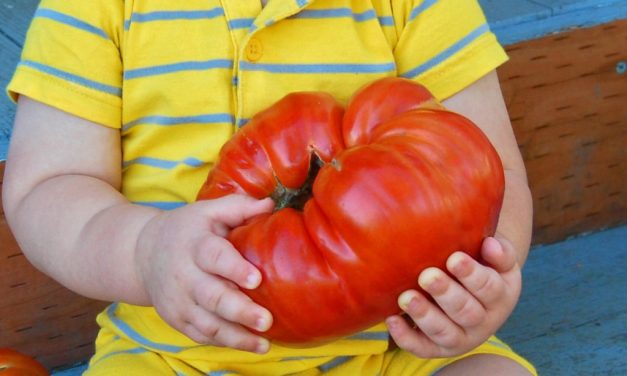 Die größte Tomate der Welt