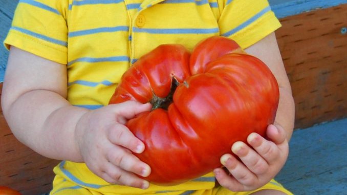 Die größte Tomate der Welt