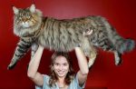 Die Größte Katze