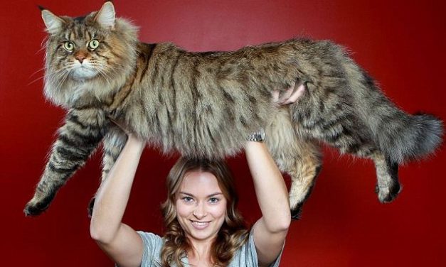 Die Größte Katze