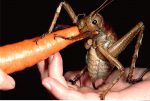 Deinacrida heteracantha - Das Größte Insekt der Welt