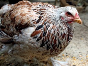 Brahma Hühner sind die schwerste Hühnerrasse der Welt