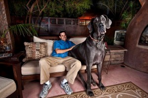 Giant George - der größte Hund der Welt