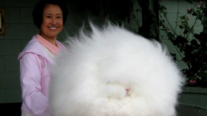 Das größte Kaninchen der Welt