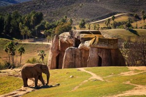 Elefant im größten Zoo der Welt