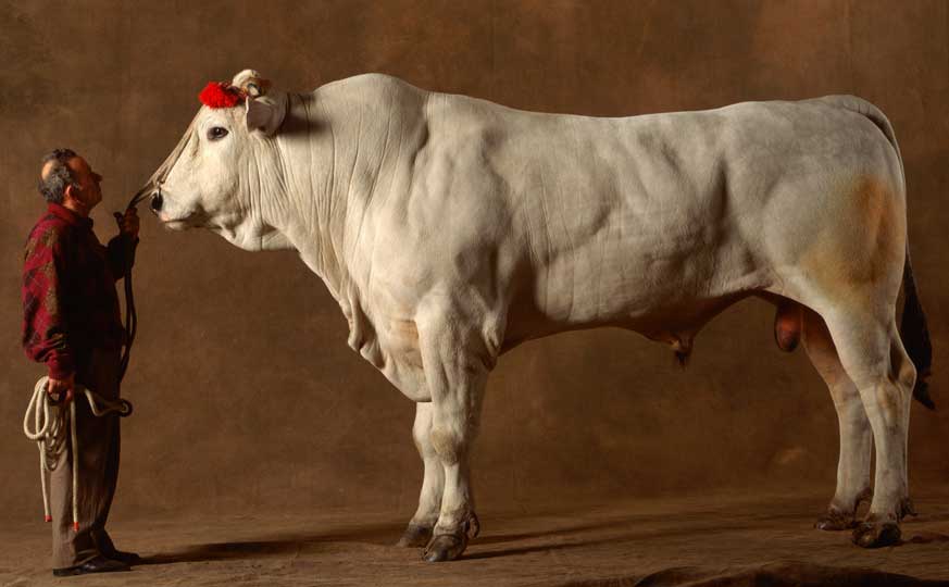 Chianina -Die größte Kuh Rasse der Welt