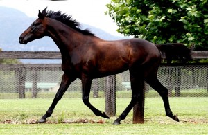 Danedream - Das schnellste Pferd der Welt