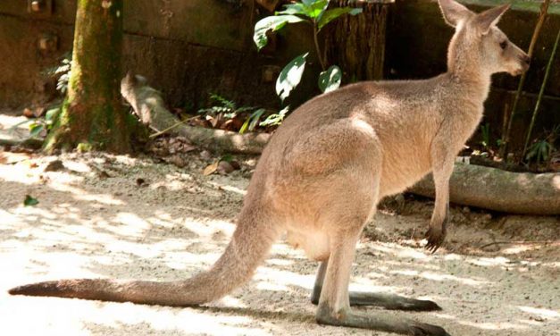 Wie weit springt ein Känguru