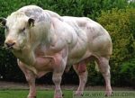 Die weißblauen Belgier sind die größten Gen-Kühe der Welt