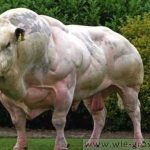 Die größte Kuh der Welt