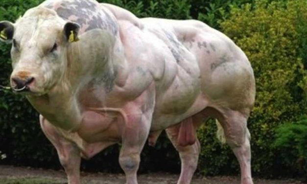 Die größte Kuh der Welt