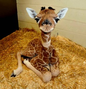 Ein Giraffenbaby kurz nach der Geburt
