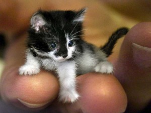 Die kleinste Katze als Jungtier