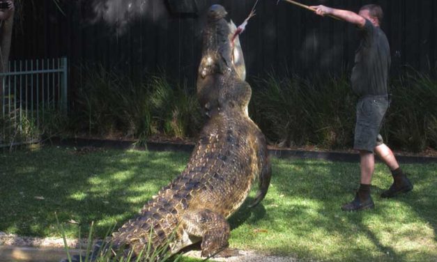 Das größte Krokodil