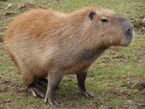 Das Capybara ist das größte Nagetier der Welt