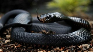 Die gefährlichste Schlange der Welt