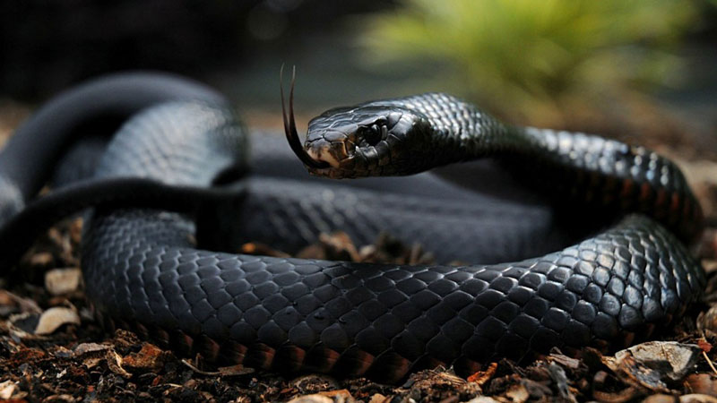 Die Schwarze Mamba ist die gefährlichste Schlange der Welt