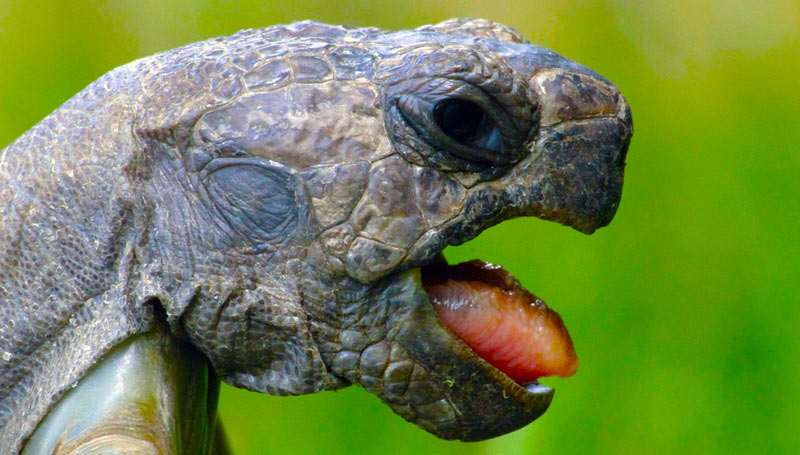 Wie alt werden Schildkröten