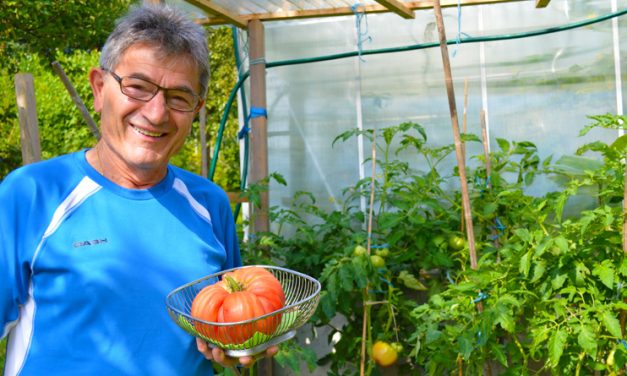 Die größte Tomate Europas