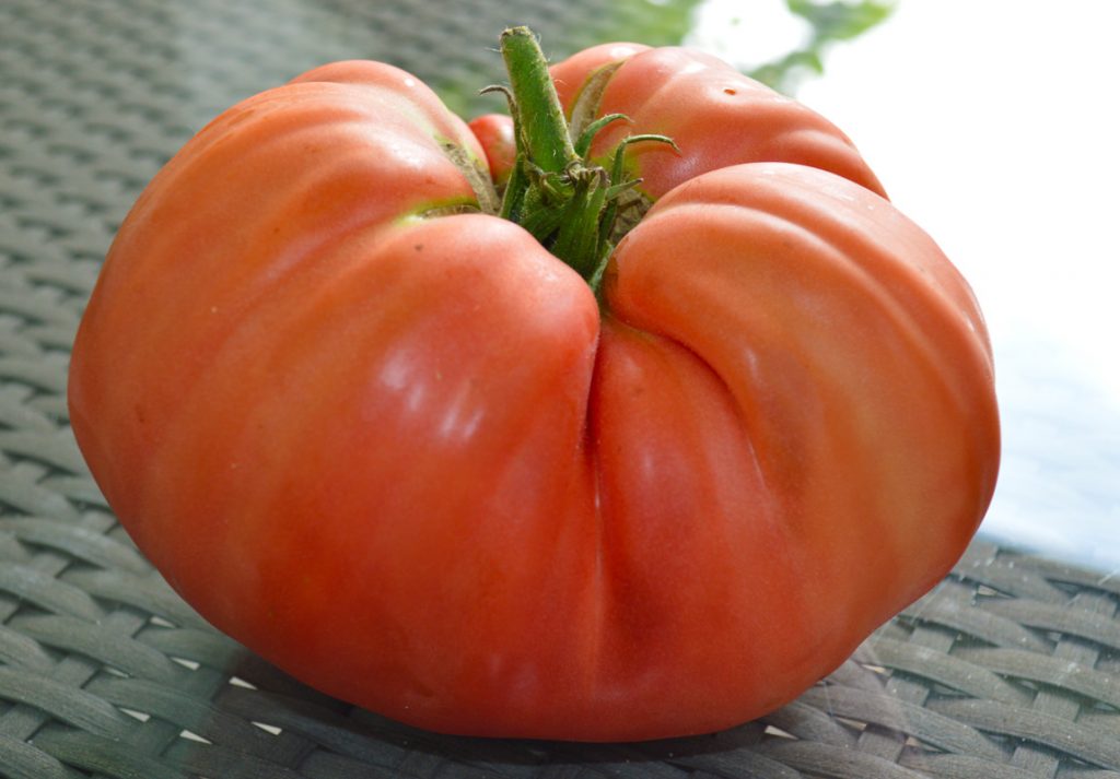 größte Tomate Europas