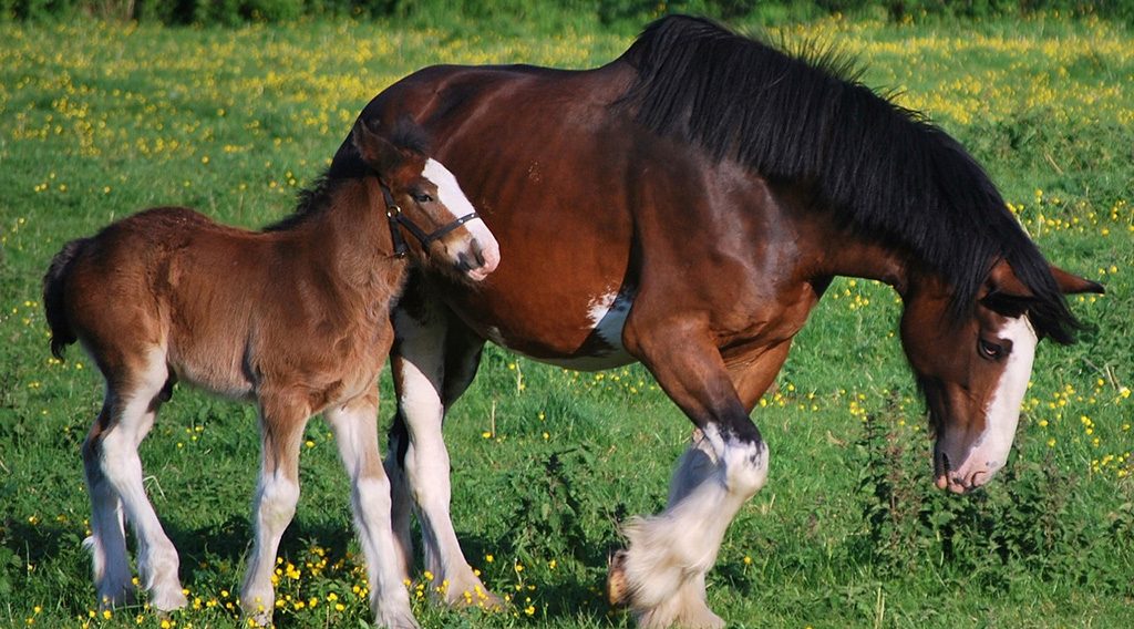 Clydesdale Pferde - Die teuersten Pferde der Welt